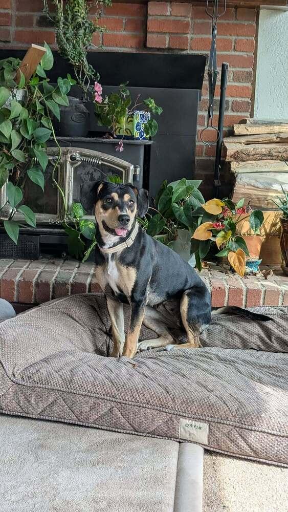 Addie, Adoptable, Young Female Mixed Breed.
