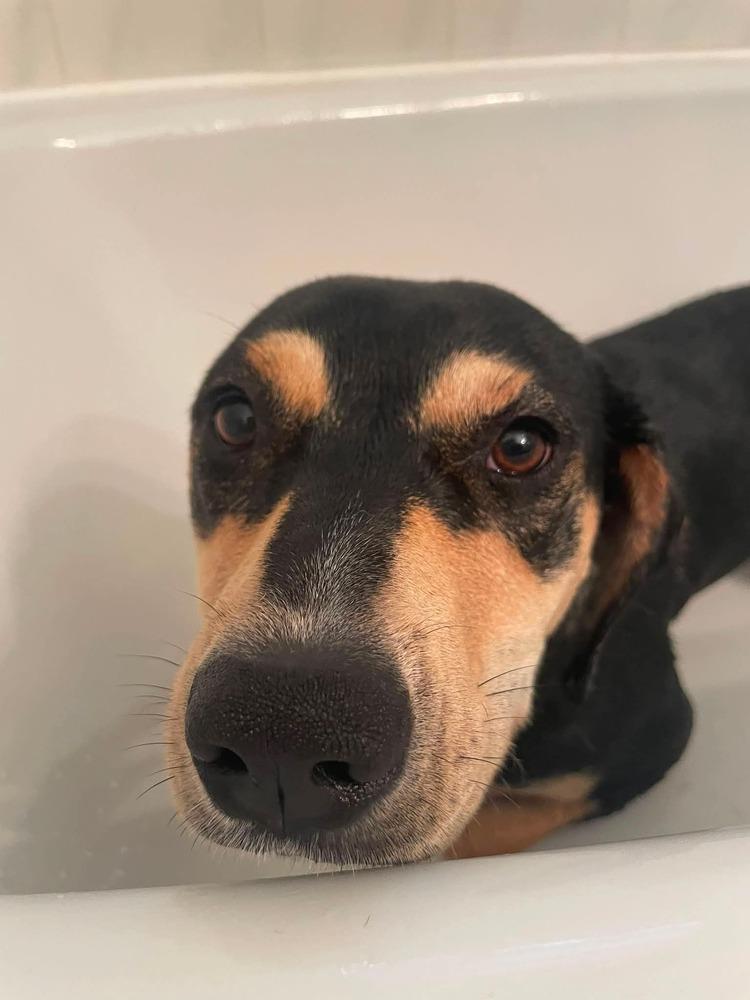 Enlarge Addie, a Adoptable mixed breed in Parker, CO image 2/6
