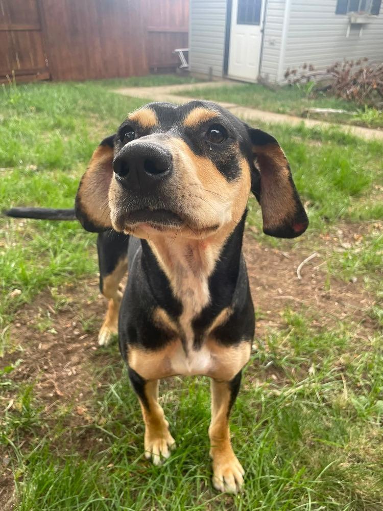 Enlarge Addie, a Adoptable mixed breed in Parker, CO image 3/6
