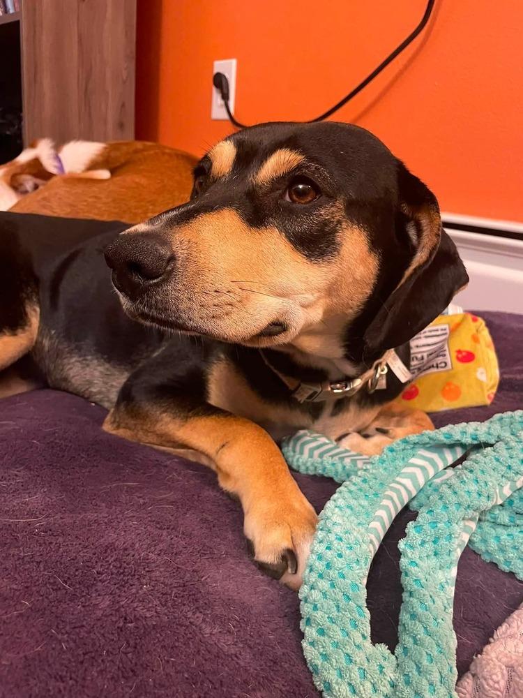 Enlarge Addie, a Adoptable mixed breed in Parker, CO image 4/6