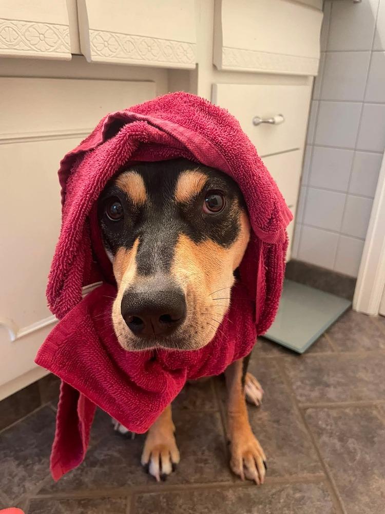 Enlarge Addie, a Adoptable mixed breed in Parker, CO image 5/6
