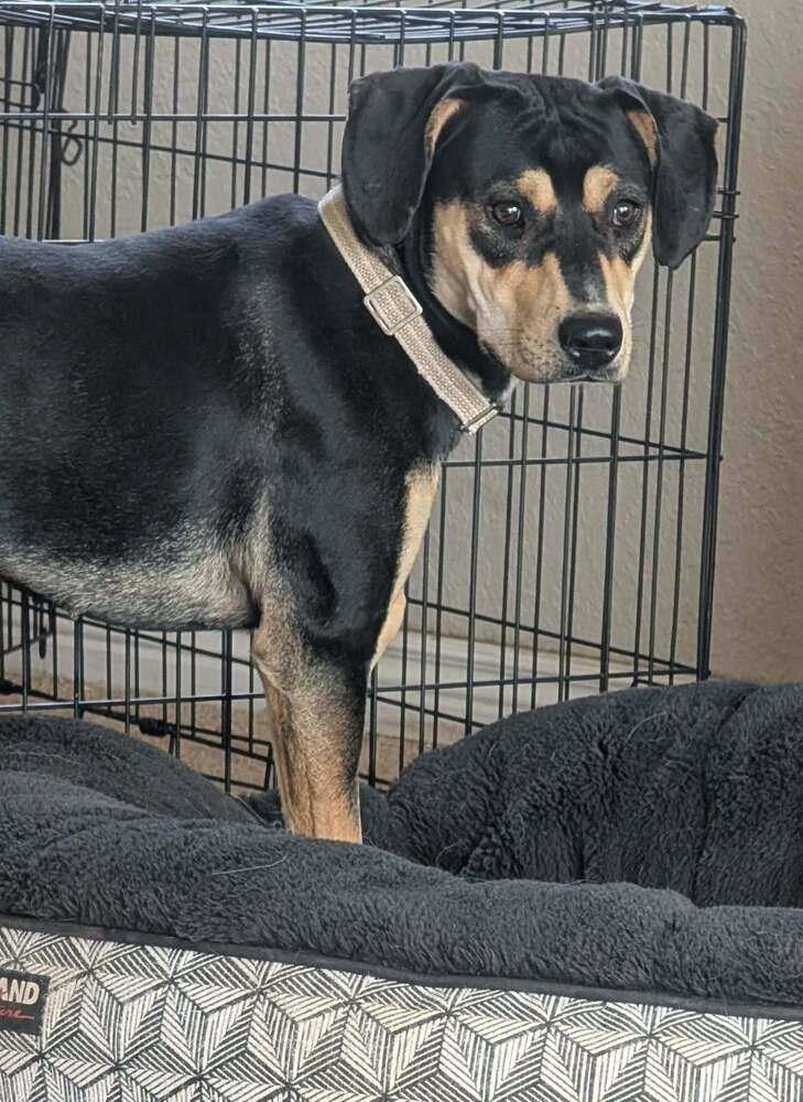 Enlarge Addie, a Adoptable mixed breed in Parker, CO image 6/6
