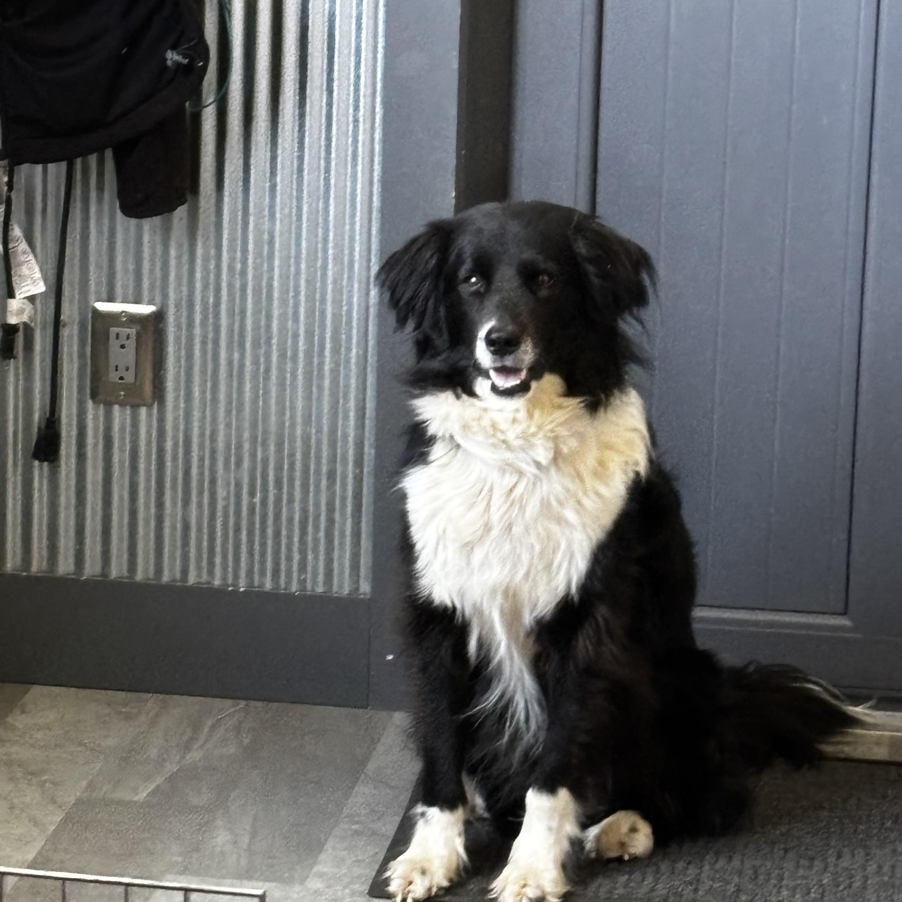 Wiley, a ADOPTABLE Border Collie in Montvale, VA image 2/3