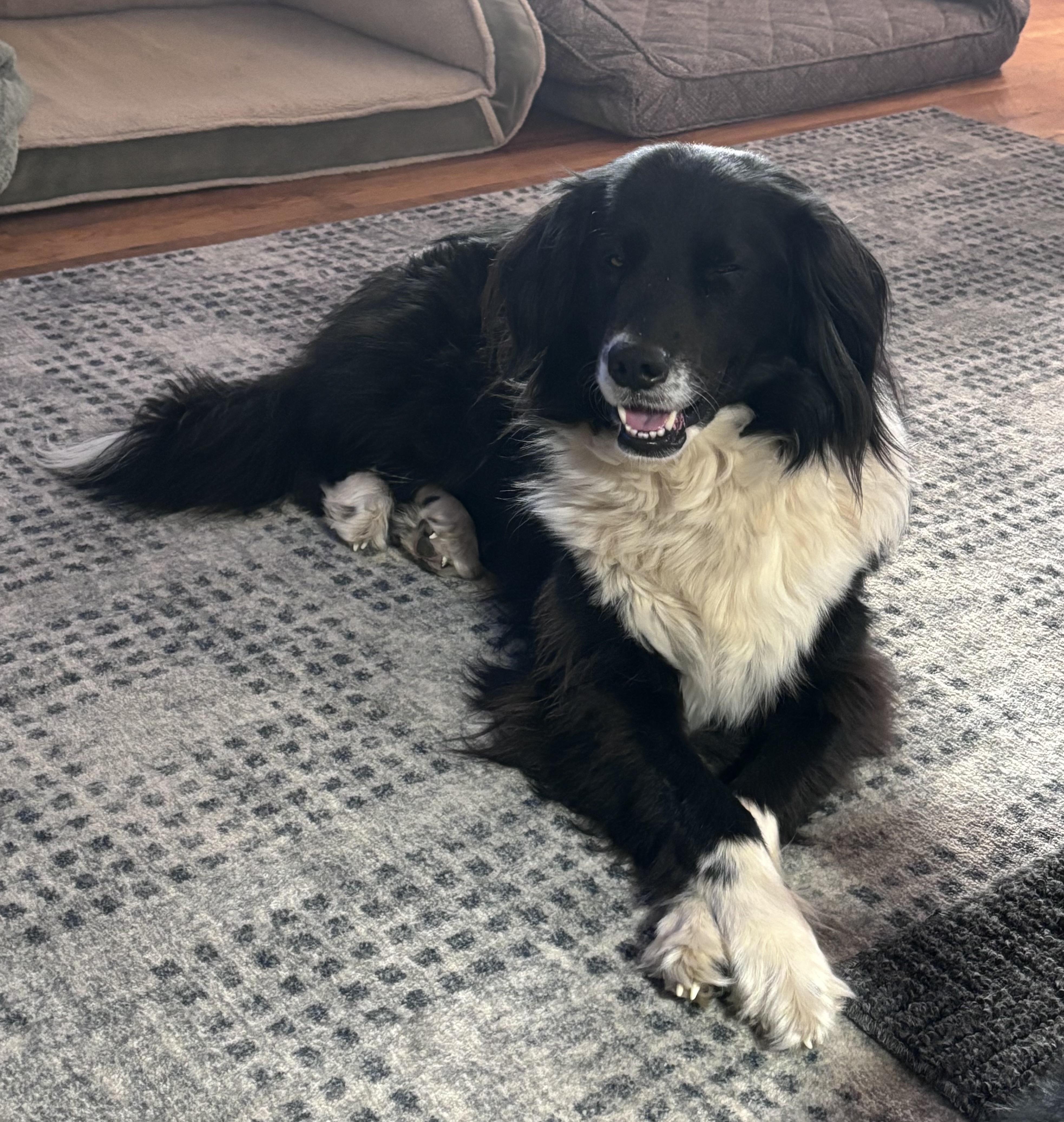 Wiley, ADOPTABLE, Adult Male Border Collie.