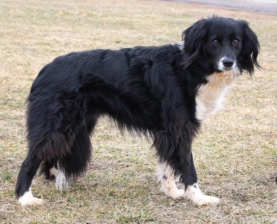 Wiley, a ADOPTABLE Border Collie in Montvale, VA image 3/3