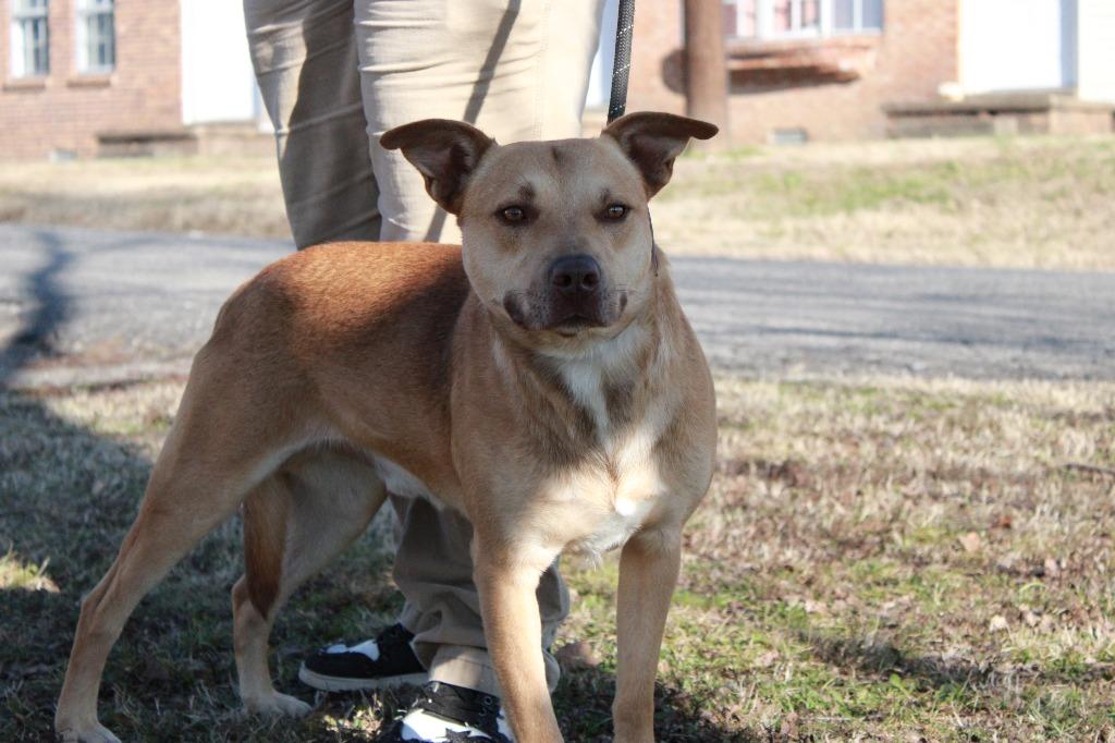 Enlarge Cap, a Adoptable mixed breed in Dyersburg, TN image 1/5