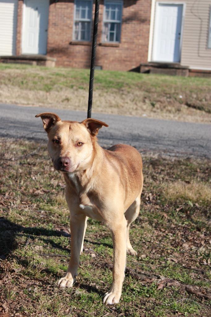 Enlarge Cap, a Adoptable mixed breed in Dyersburg, TN image 2/5