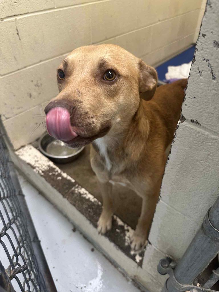 Cap, Adoptable, Adult Male Mixed Breed.