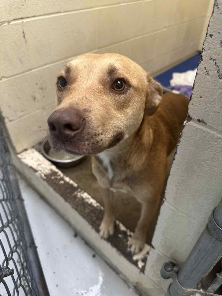 Enlarge Cap, a Adoptable mixed breed in Dyersburg, TN image 2/2