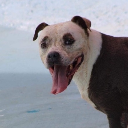 Enlarge Sakura, a Adoptable Pit Bull Terrier in Humacao, PR image 2/6