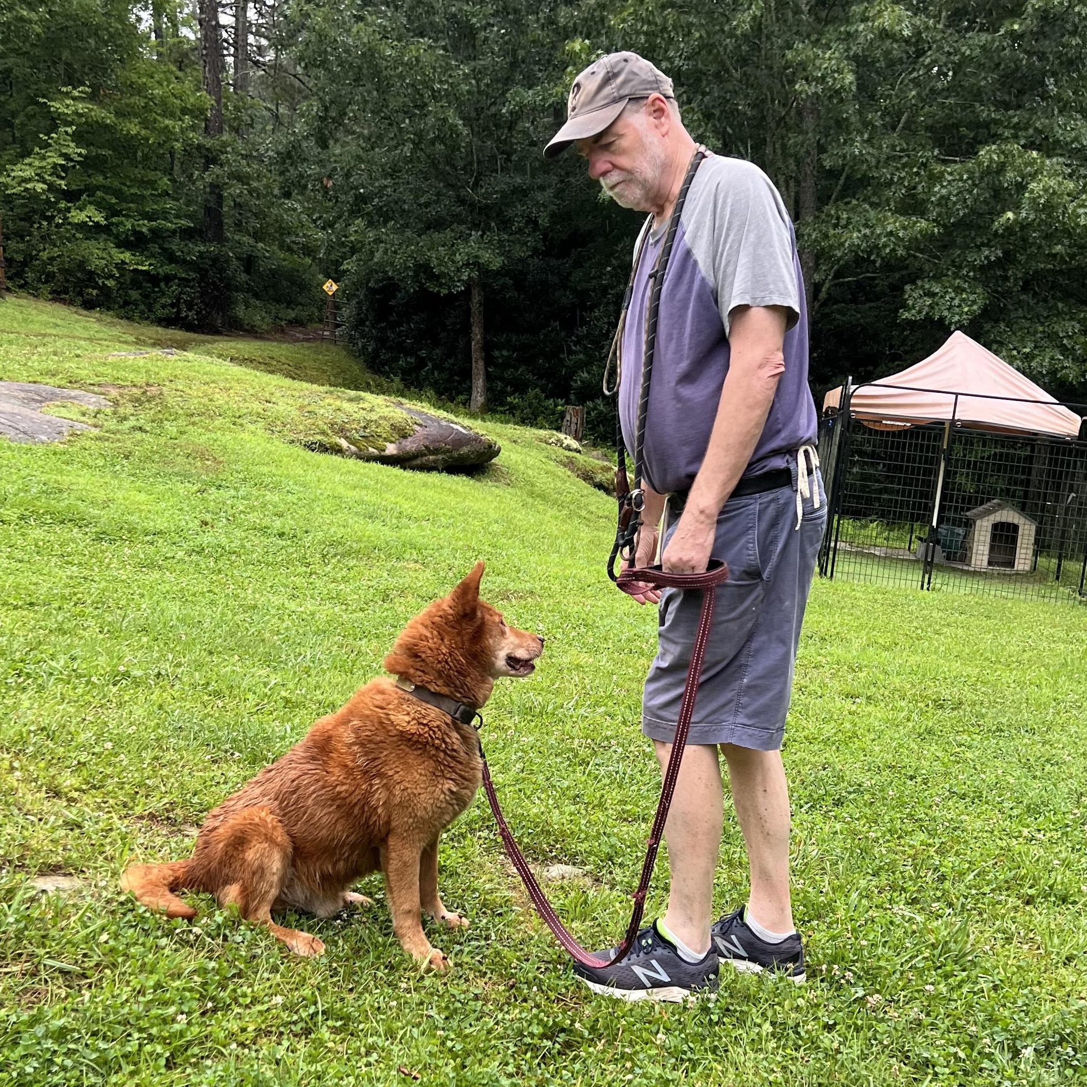 Ace, an adopted Mixed Breed in Cedar Mountain, NC image 5/6