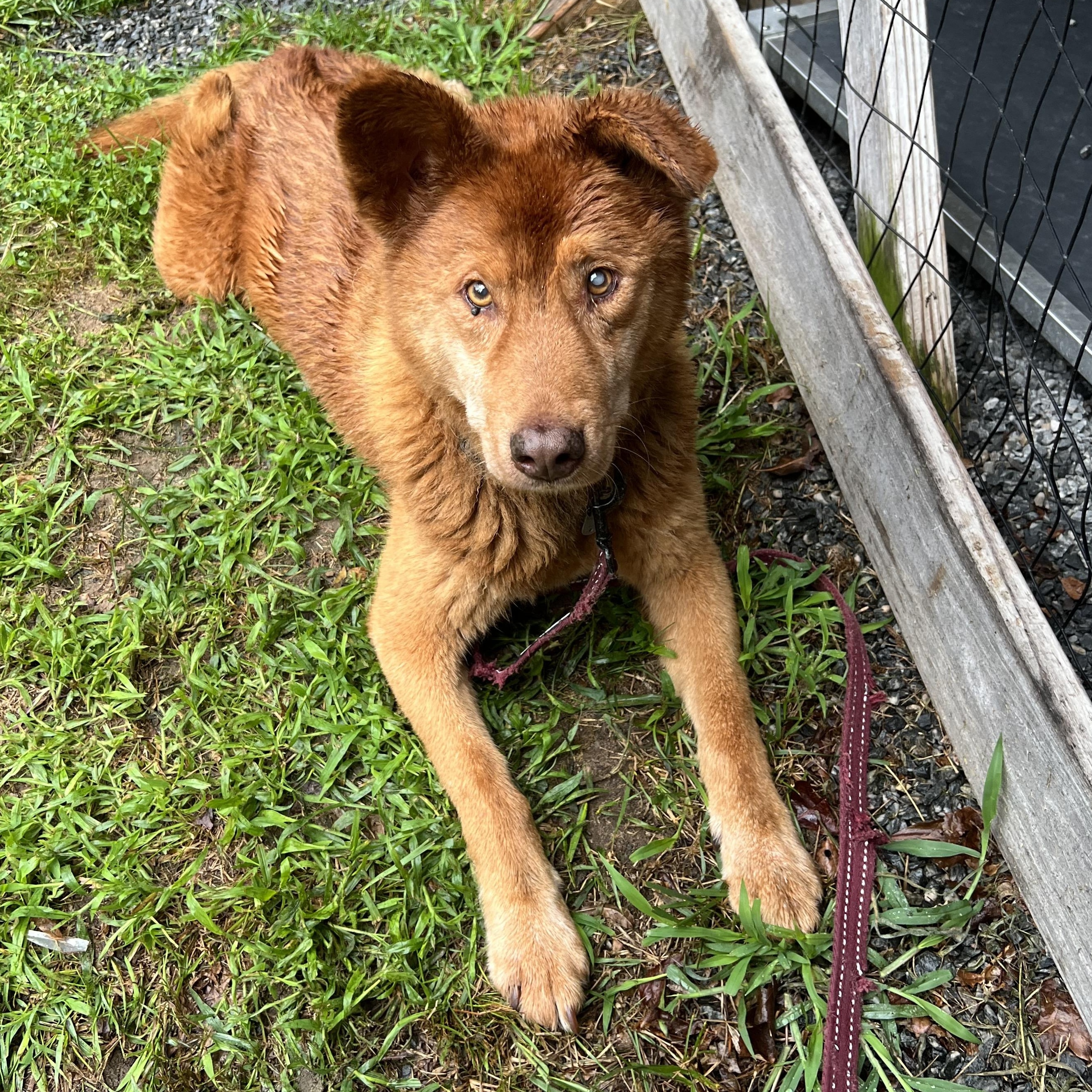 Ace, an adopted Mixed Breed in Cedar Mountain, NC image 3/6