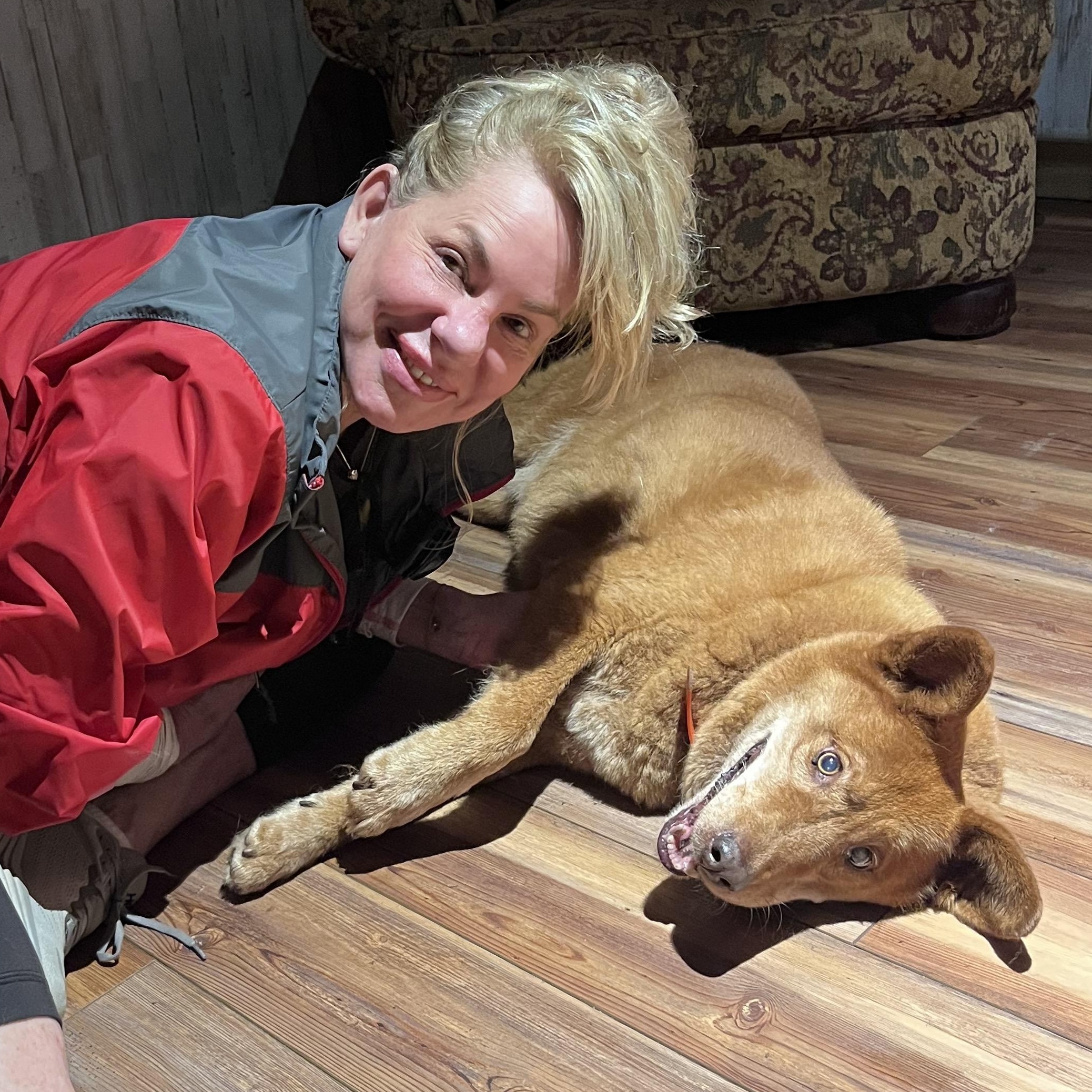 Ace, an adopted Mixed Breed in Cedar Mountain, NC image 2/6