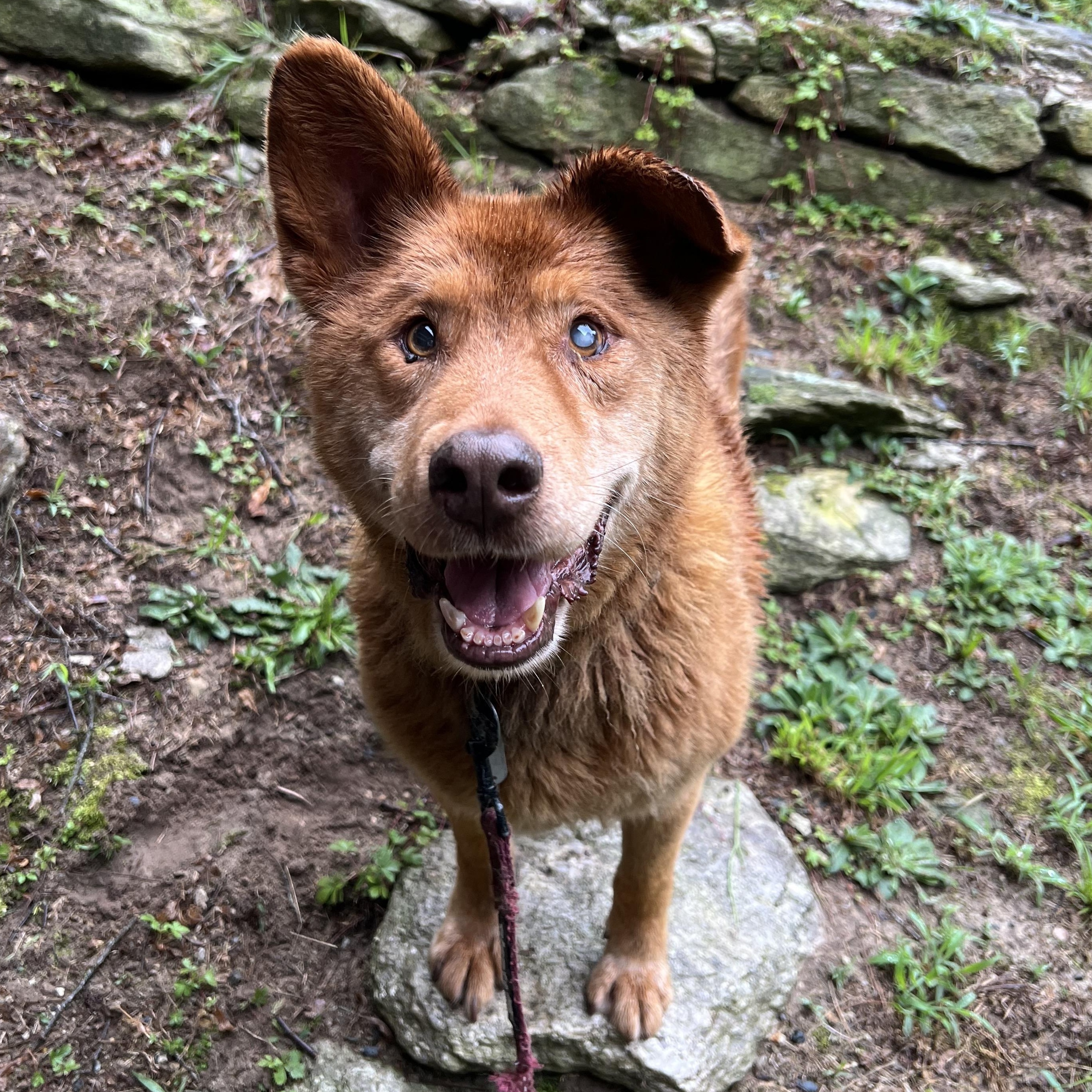 Ace, an adopted Mixed Breed in Cedar Mountain, NC image 4/6