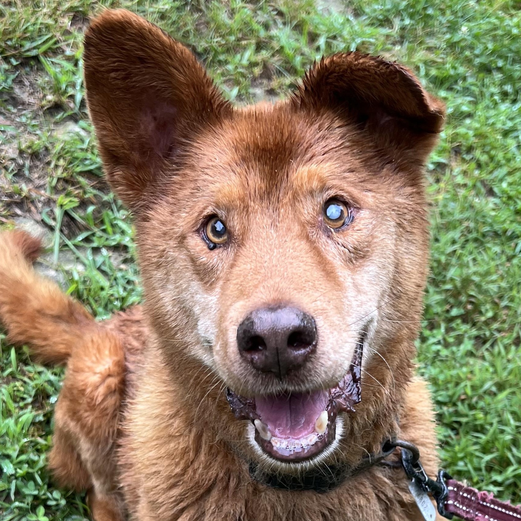 Ace, an adopted Mixed Breed in Cedar Mountain, NC image 1/6
