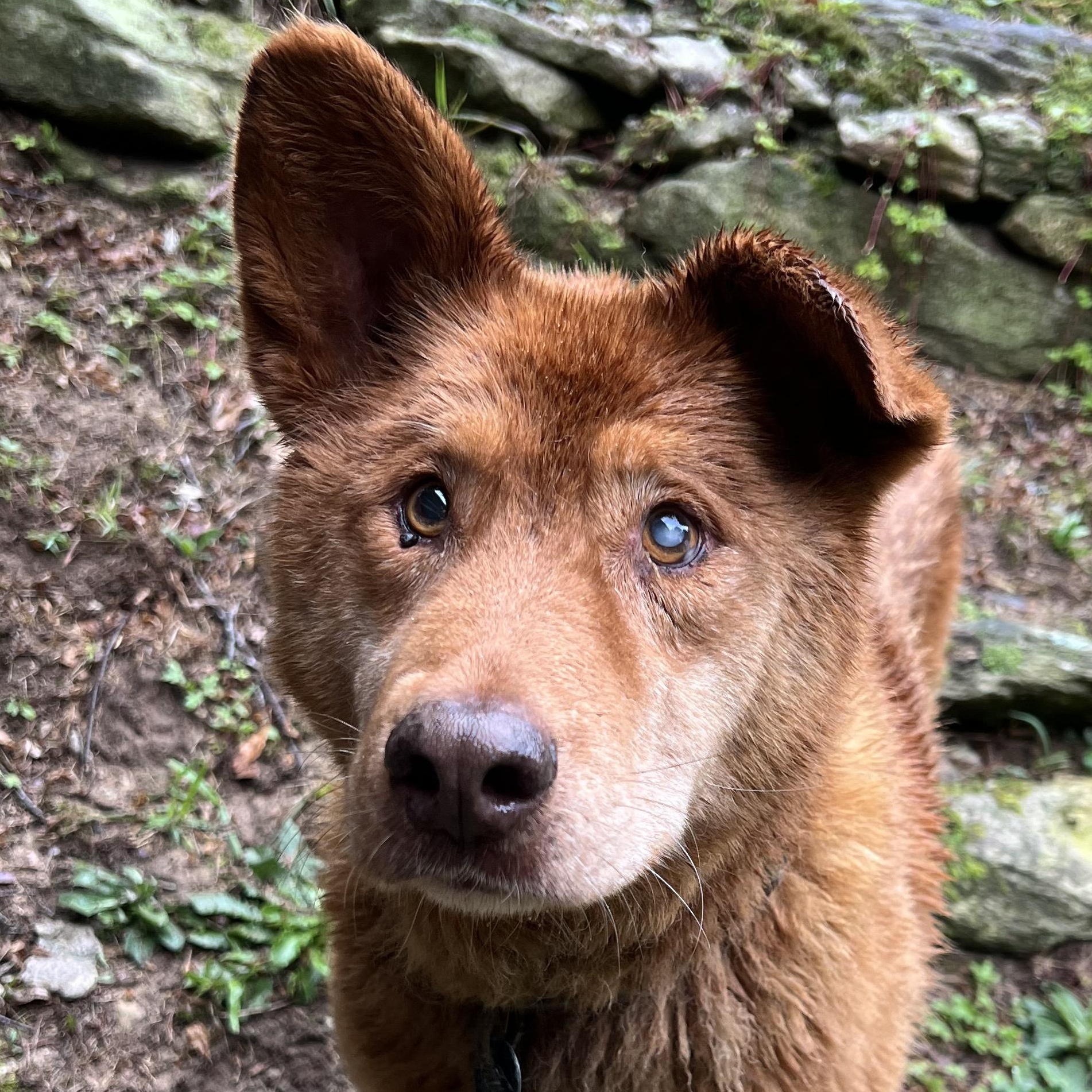 Ace, an adopted Mixed Breed in Cedar Mountain, NC image 6/6