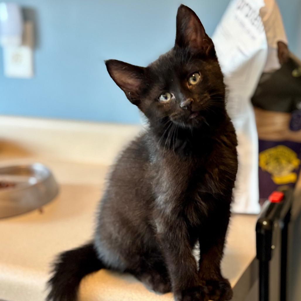 Wink, Adoptable, Kitten Male Domestic Medium Hair.