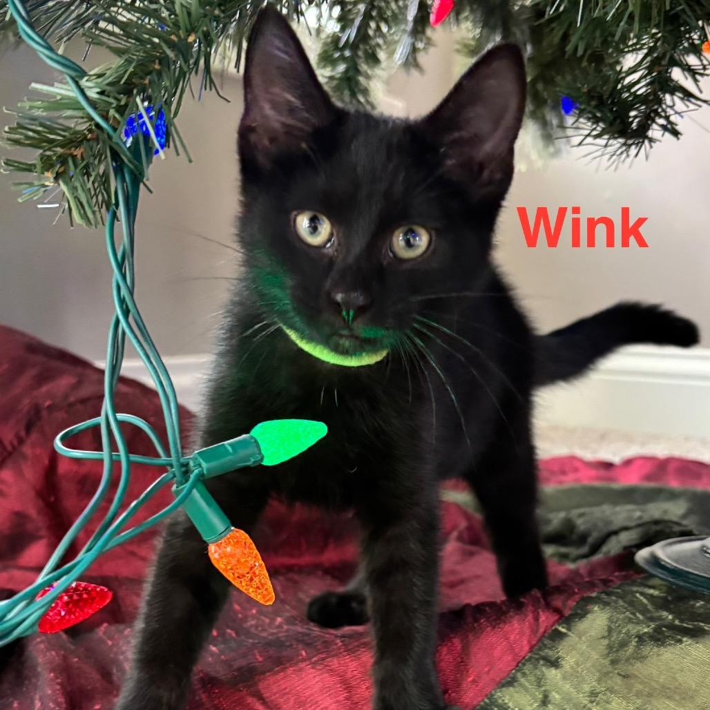 Enlarge Wink, a Adoptable Domestic Medium Hair in Muscatine, IA image 2/5