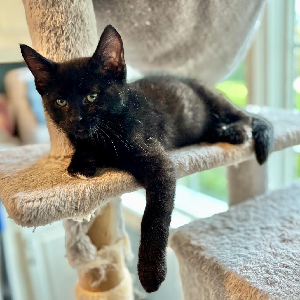 Enlarge Wink, a Adoptable Domestic Medium Hair in Muscatine, IA image 4/5