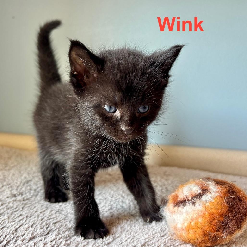 Enlarge Wink, a Adoptable Domestic Medium Hair in Muscatine, IA image 5/5
