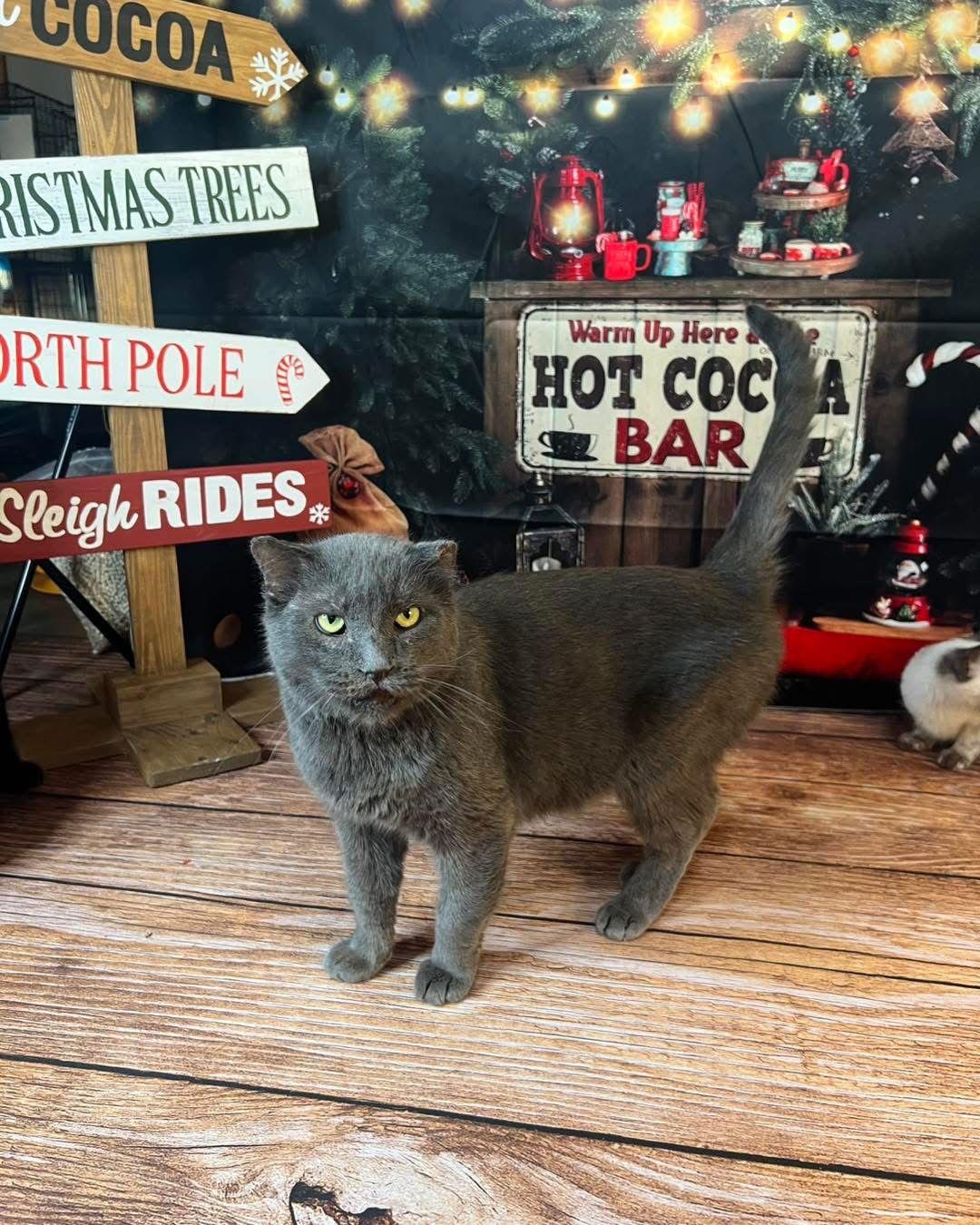 Enlarge Mr Grey, a Adoptable Domestic Short Hair in Hammond, LA image 1/3