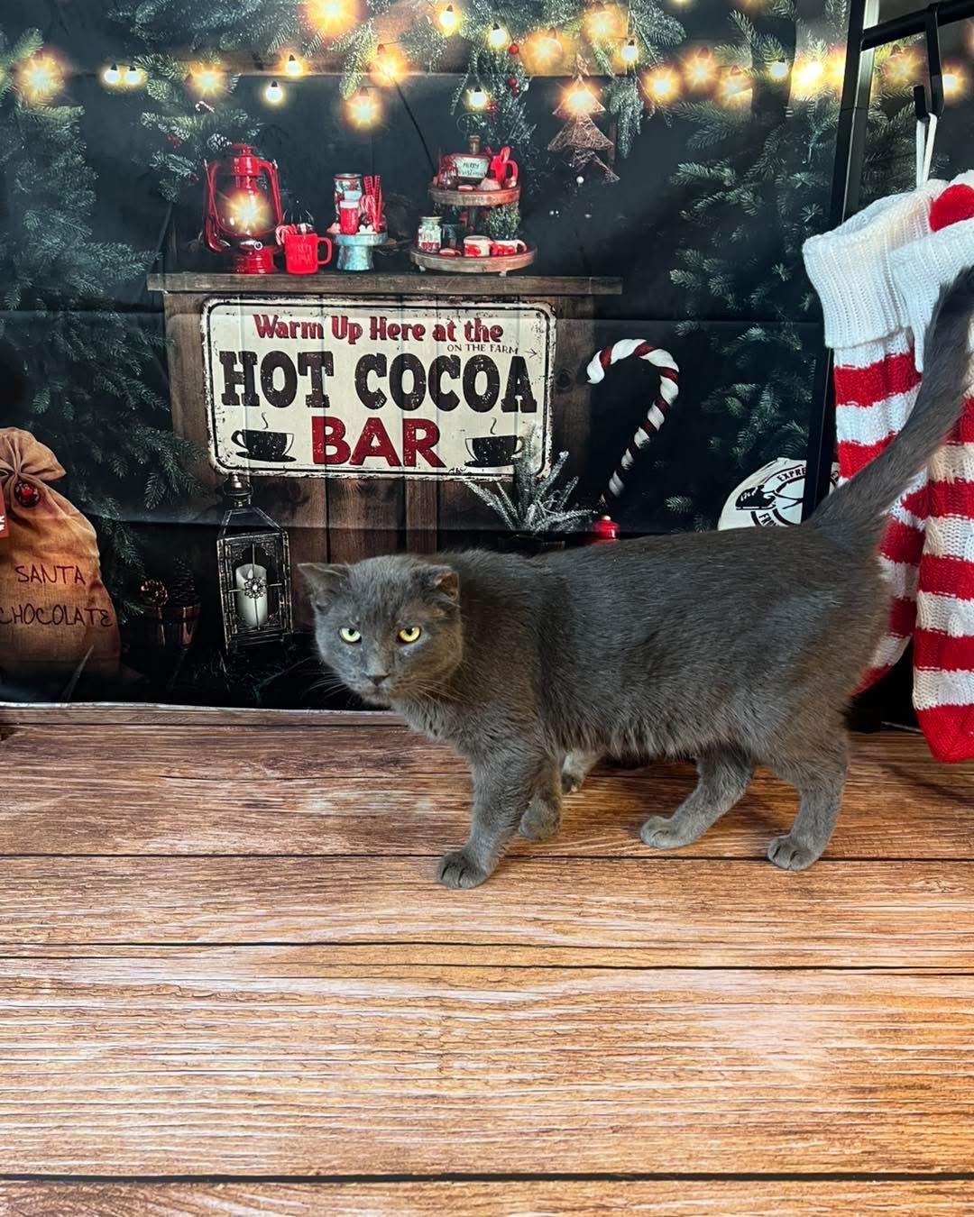 Enlarge Mr Grey, a Adoptable Domestic Short Hair in Hammond, LA image 2/3