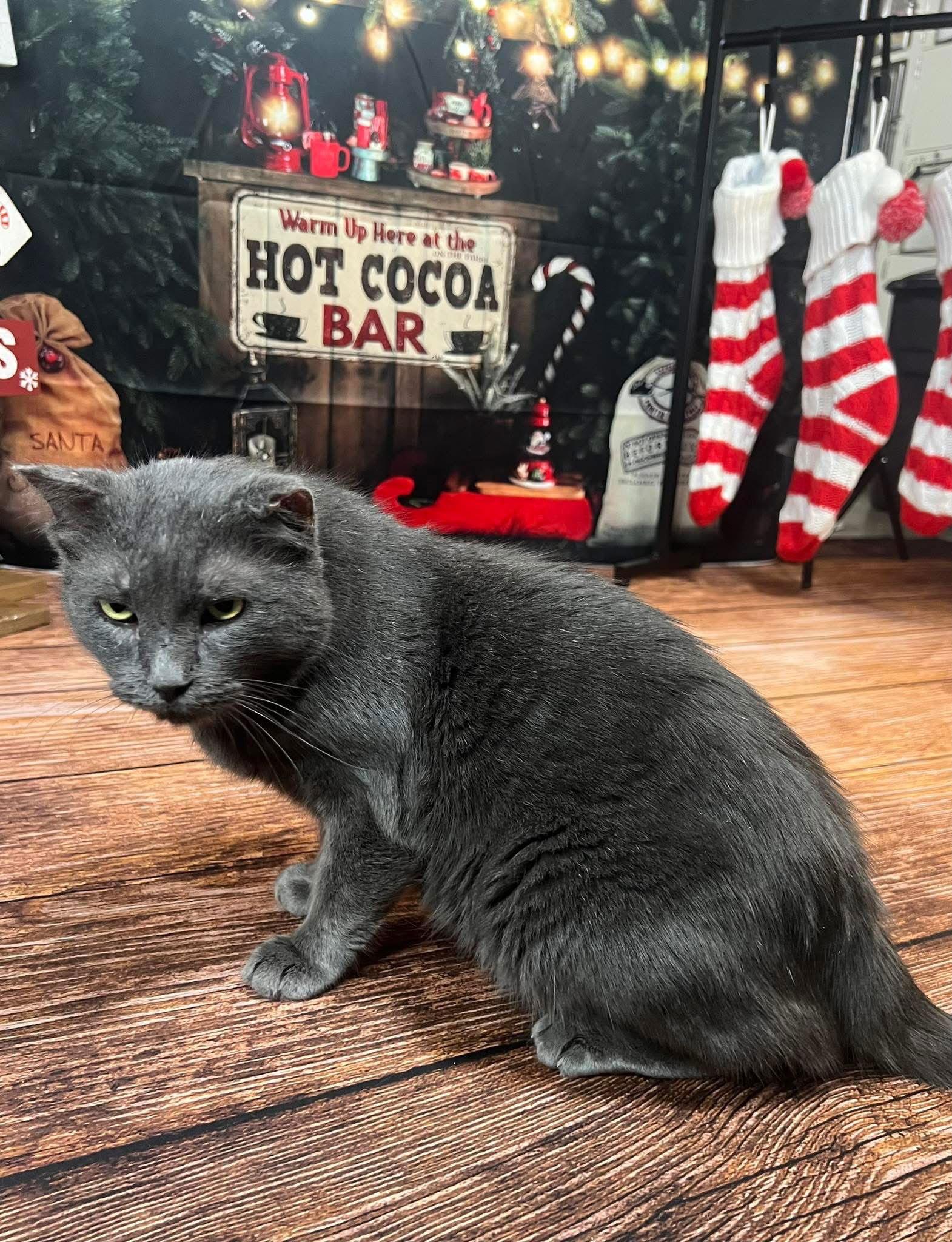 Enlarge Mr Grey, a Adoptable Domestic Short Hair in Hammond, LA image 3/3