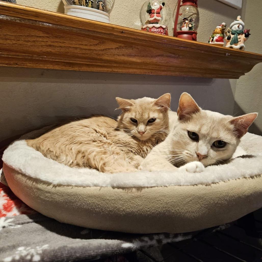 Tillie - BONDED TO MILLIE, Adoptable, Young Female Domestic Short Hair.