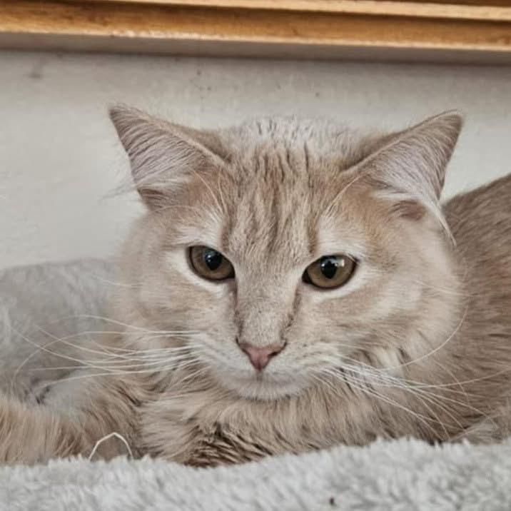 Tillie - BONDED TO MILLIE, a Adoptable Domestic Short Hair in Union, MO image 1/5