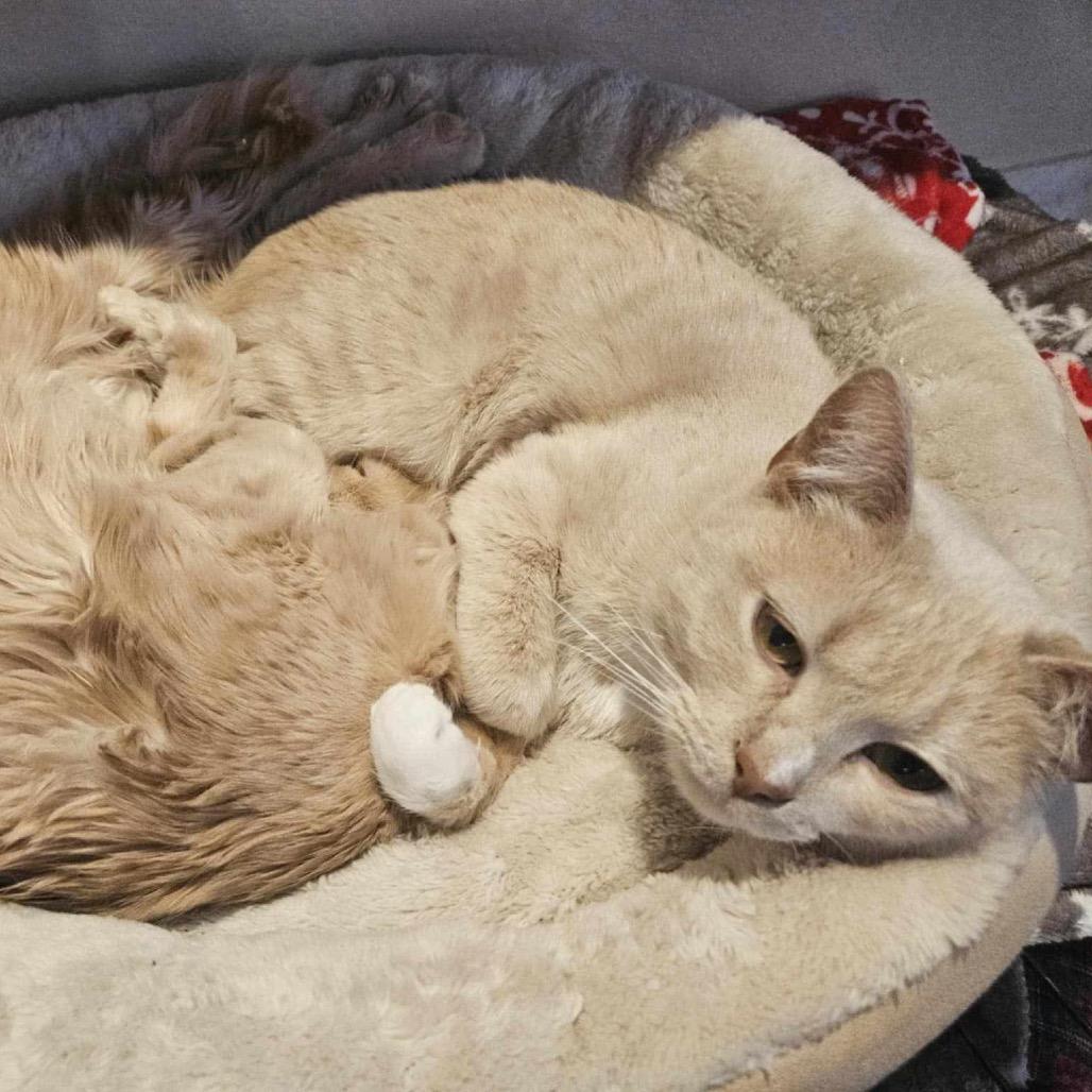 Tillie - BONDED TO MILLIE, a Adoptable Domestic Short Hair in Union, MO image 3/5