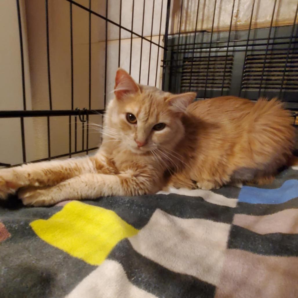 Tillie - BONDED TO MILLIE, a Adoptable Domestic Short Hair in Union, MO image 4/5