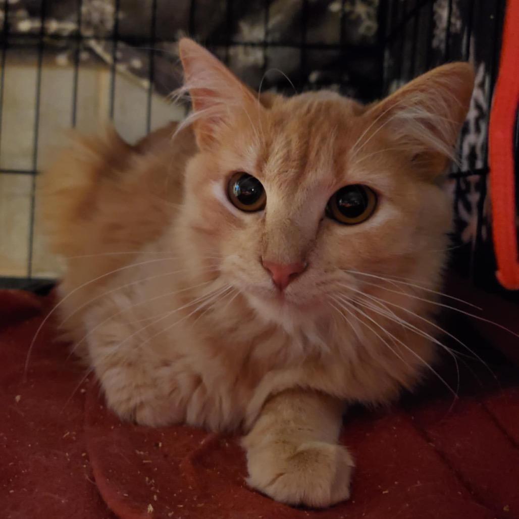 Tillie - BONDED TO MILLIE, a Adoptable Domestic Short Hair in Union, MO image 5/5