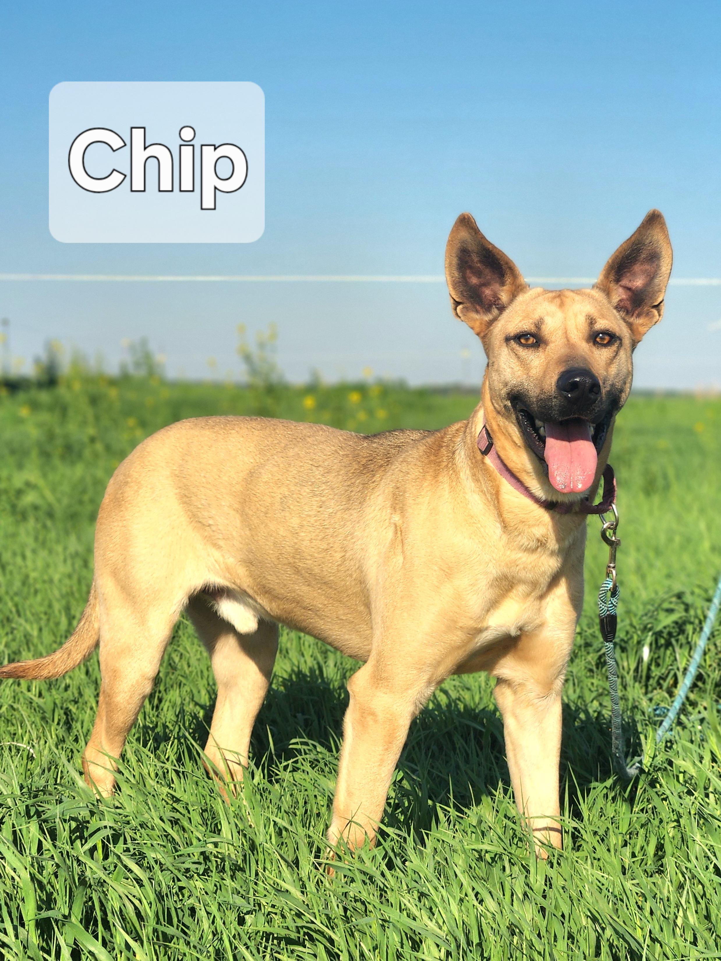 Enlarge Chip, a Adoptable mixed breed in Walthill, NE image 1/5