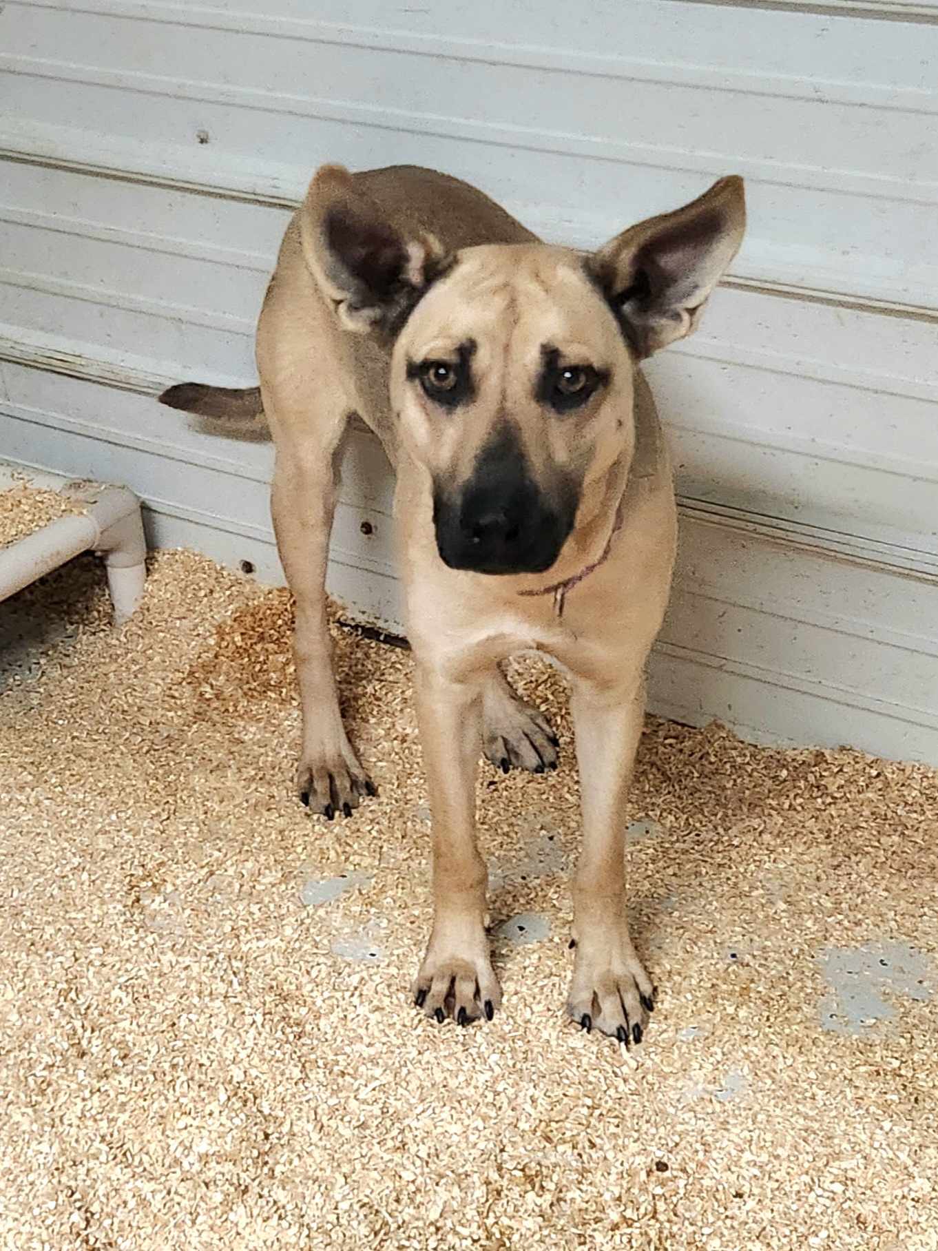 Enlarge Chip, a Adoptable mixed breed in Walthill, NE image 4/5