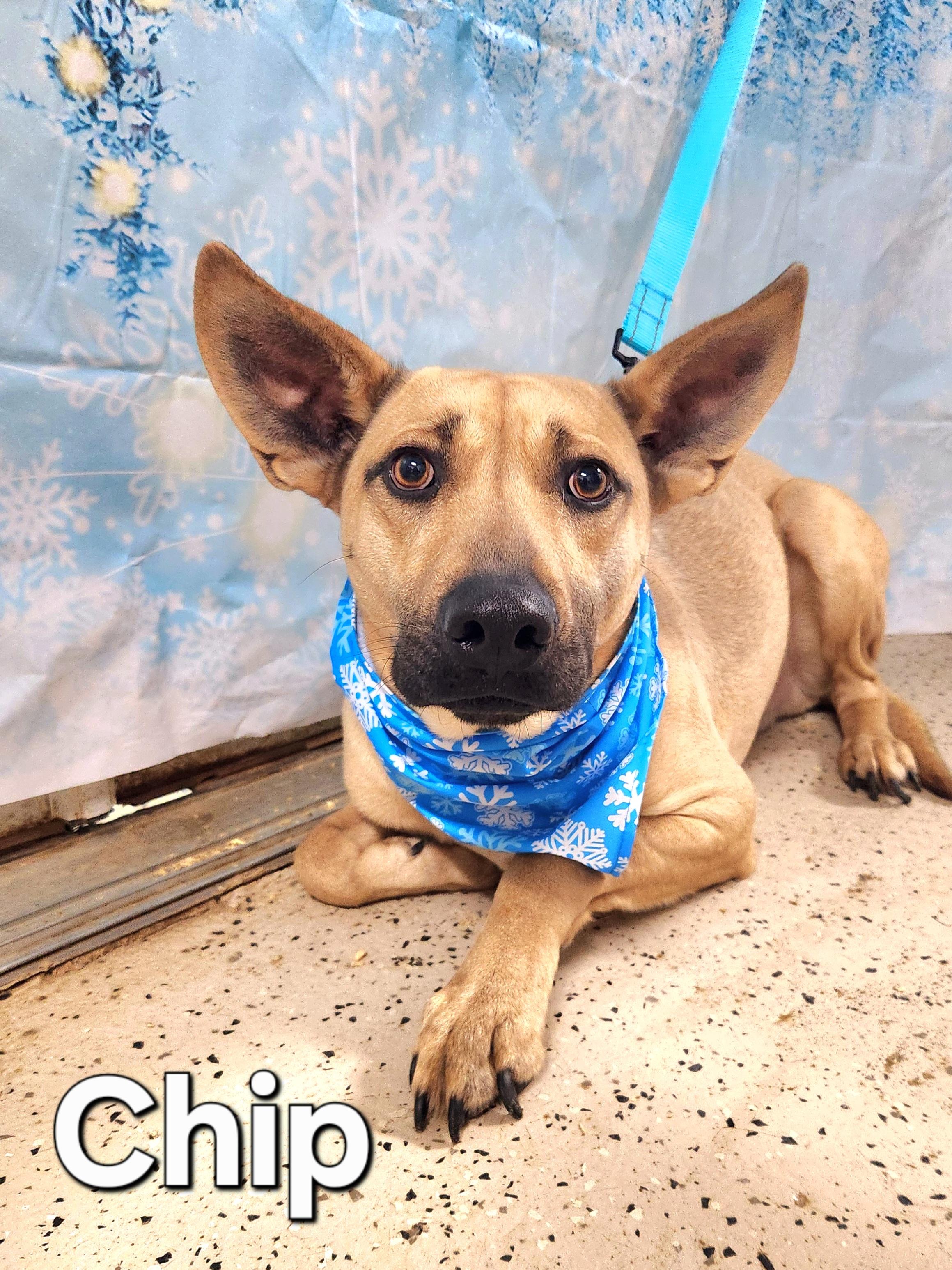 Enlarge Chip, a Adoptable mixed breed in Walthill, NE image 3/5