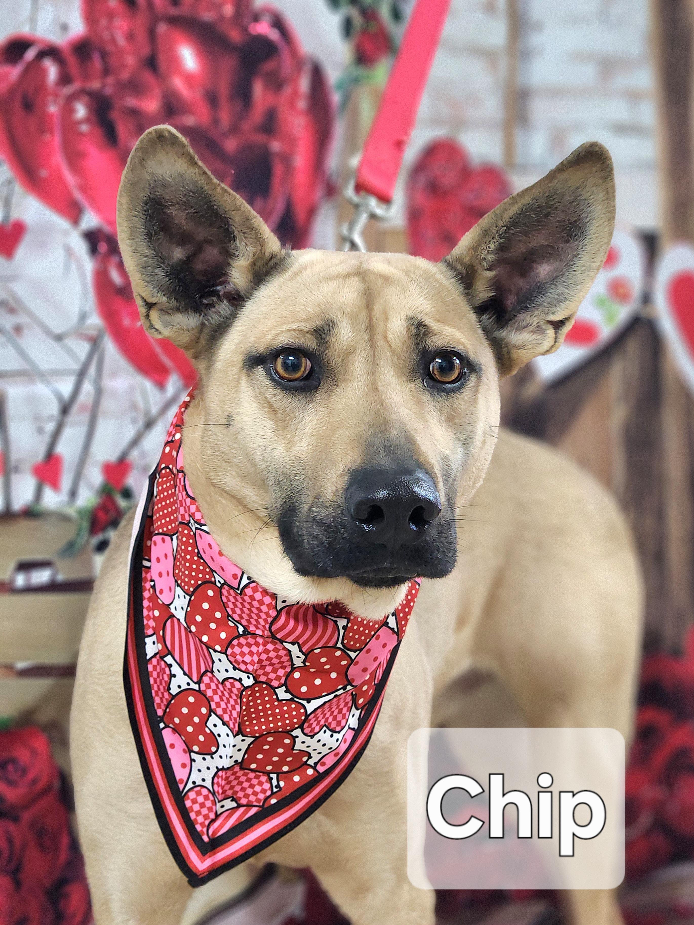 Enlarge Chip, a Adoptable mixed breed in Walthill, NE image 2/5