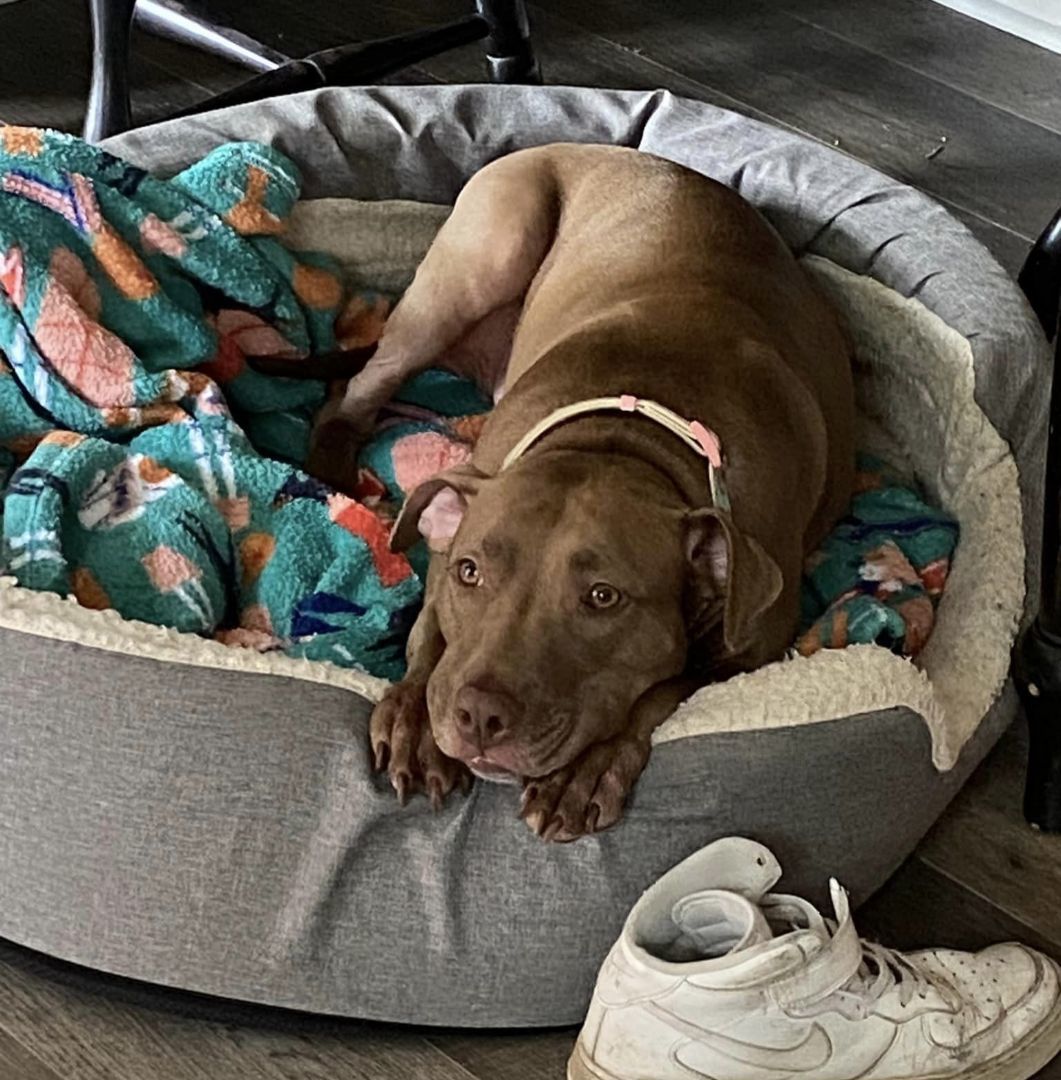 Autumn, Adoptable, Adult Female Pit Bull Terrier.