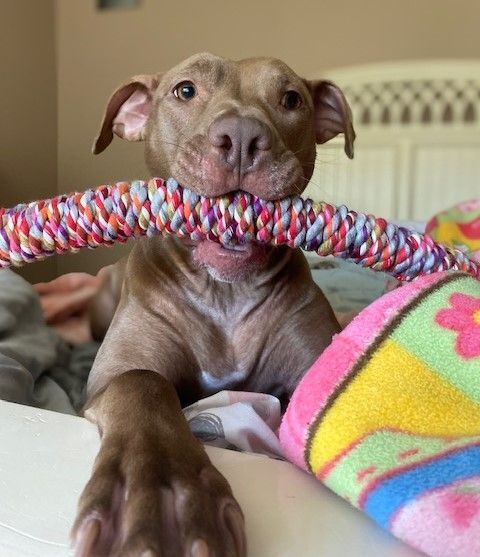 Enlarge Autumn, a Adoptable mixed breed in Phoenixville, PA image 2/5