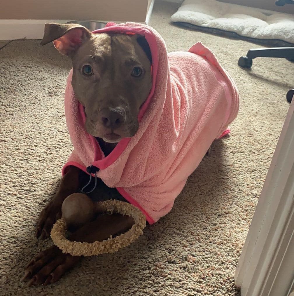 Enlarge Autumn, a Adoptable mixed breed in Phoenixville, PA image 4/5