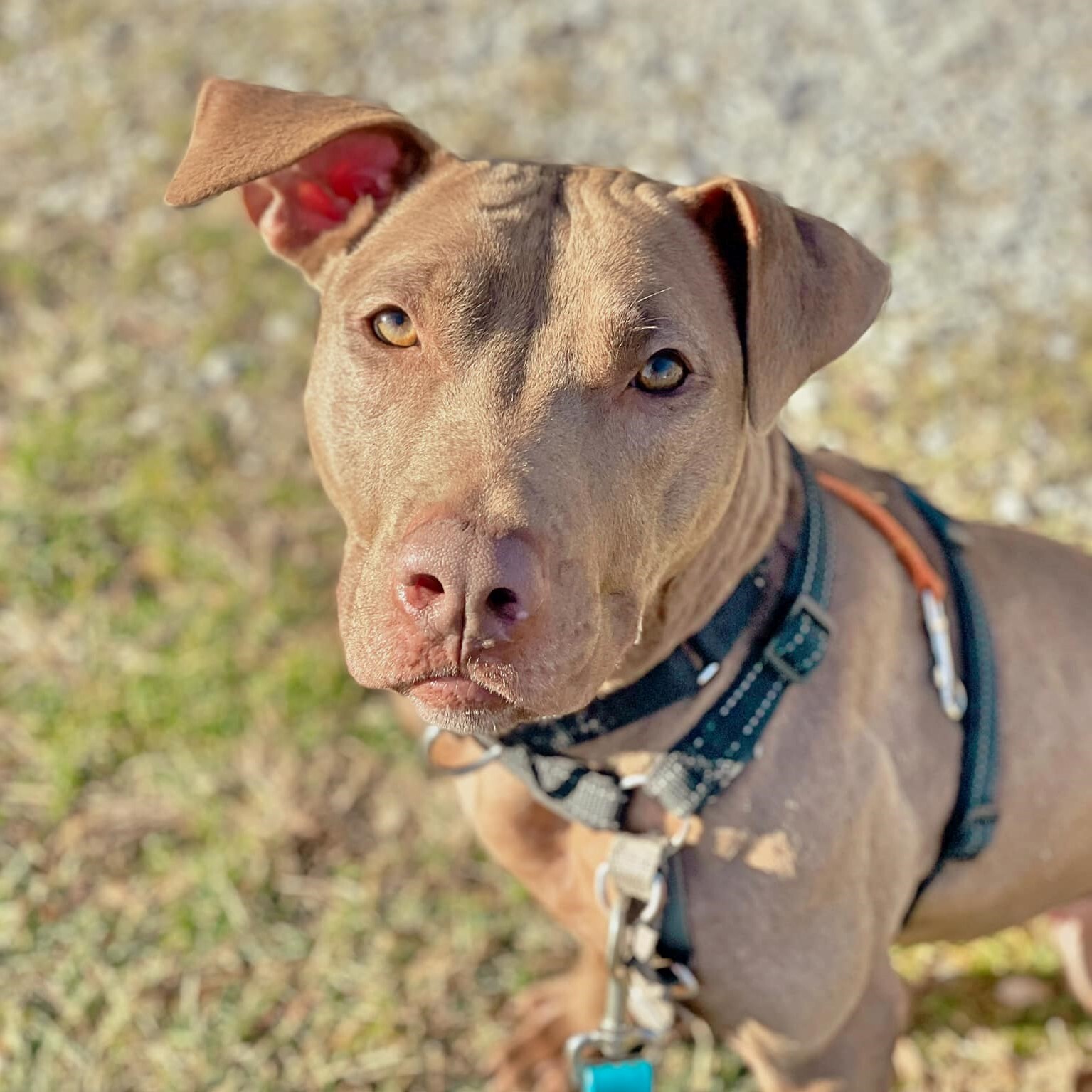 Enlarge Autumn, a Adoptable mixed breed in Phoenixville, PA image 5/5