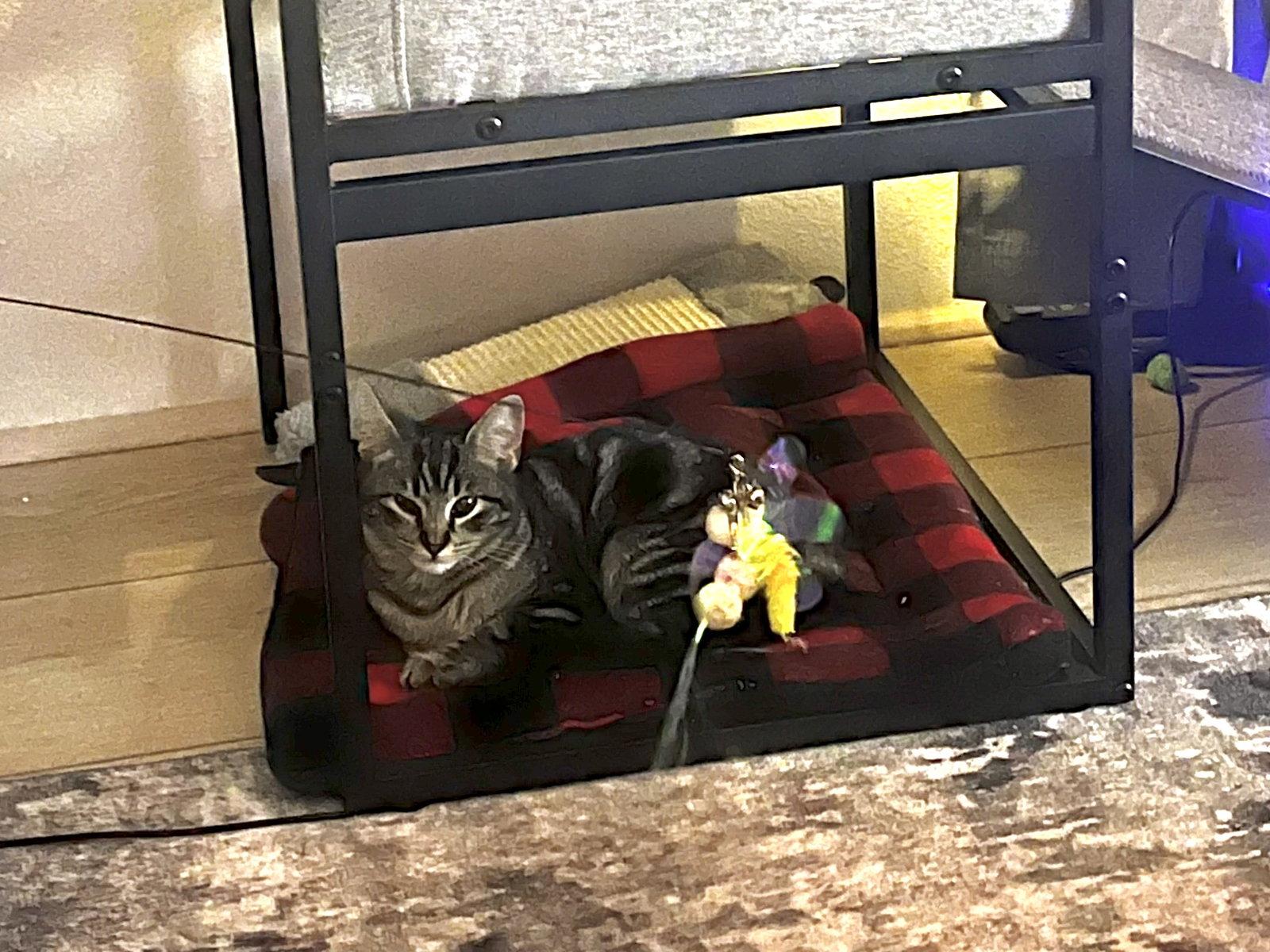 Sedona, a Adopted Domestic Short Hair in Tampa, FL image 2/3