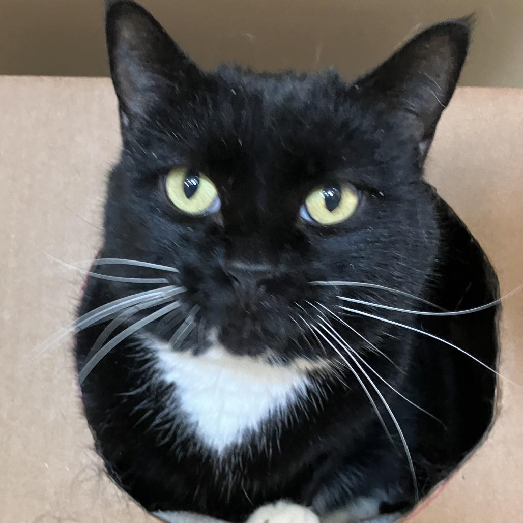 Knight, Adoptable, Adult Female Domestic Short Hair.