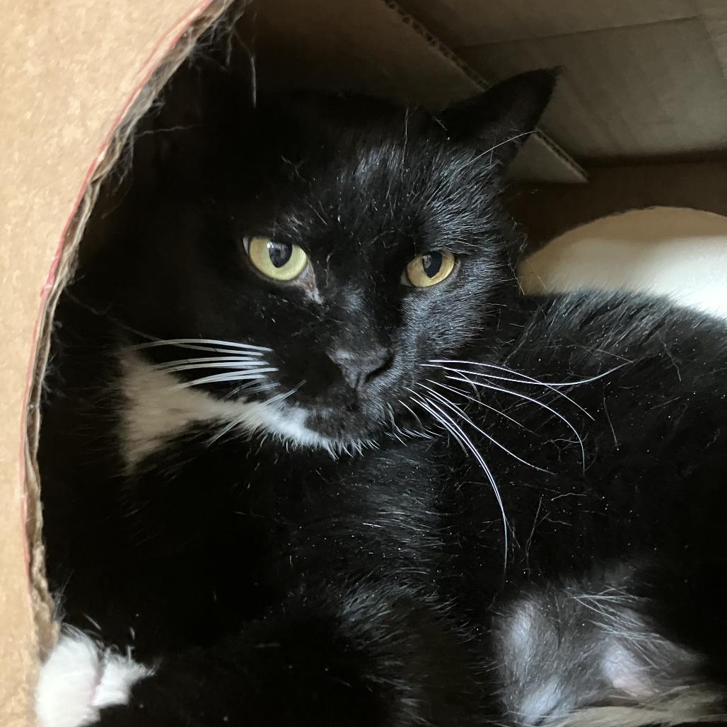 Enlarge Knight, a Adoptable Domestic Short Hair in Idaho Falls, ID image 2/3