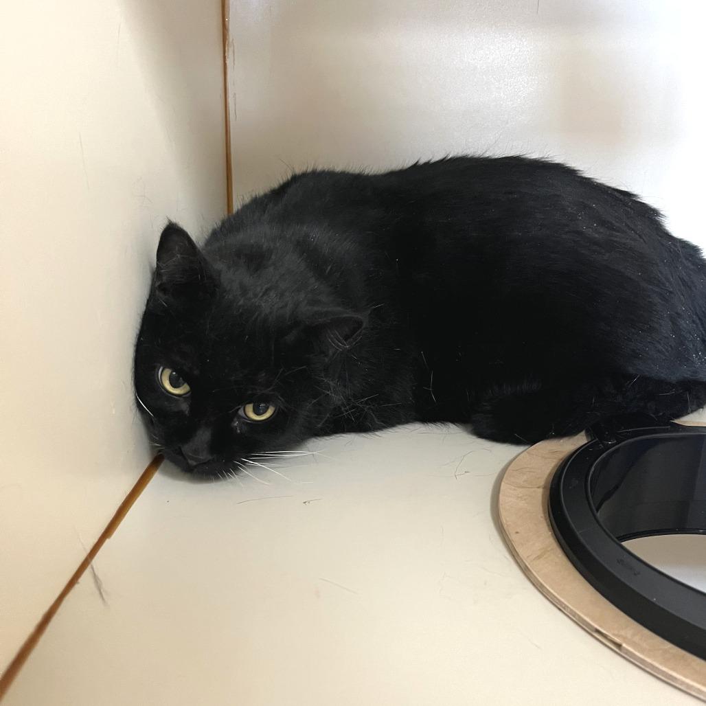 Enlarge Knight, a Adoptable Domestic Short Hair in Idaho Falls, ID image 1/2