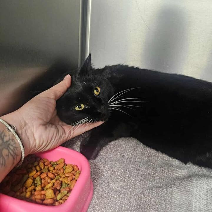 Enlarge Knight, a Adoptable Domestic Short Hair in Idaho Falls, ID image 2/2