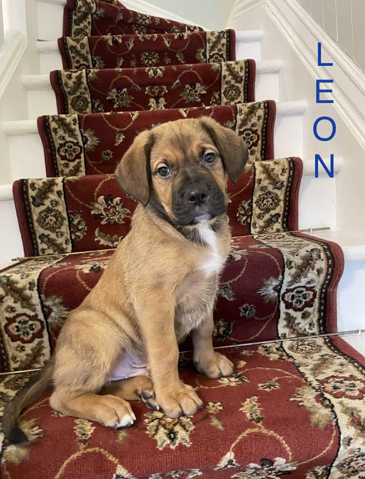 Leon, adopted, Puppy Male Mastiff.