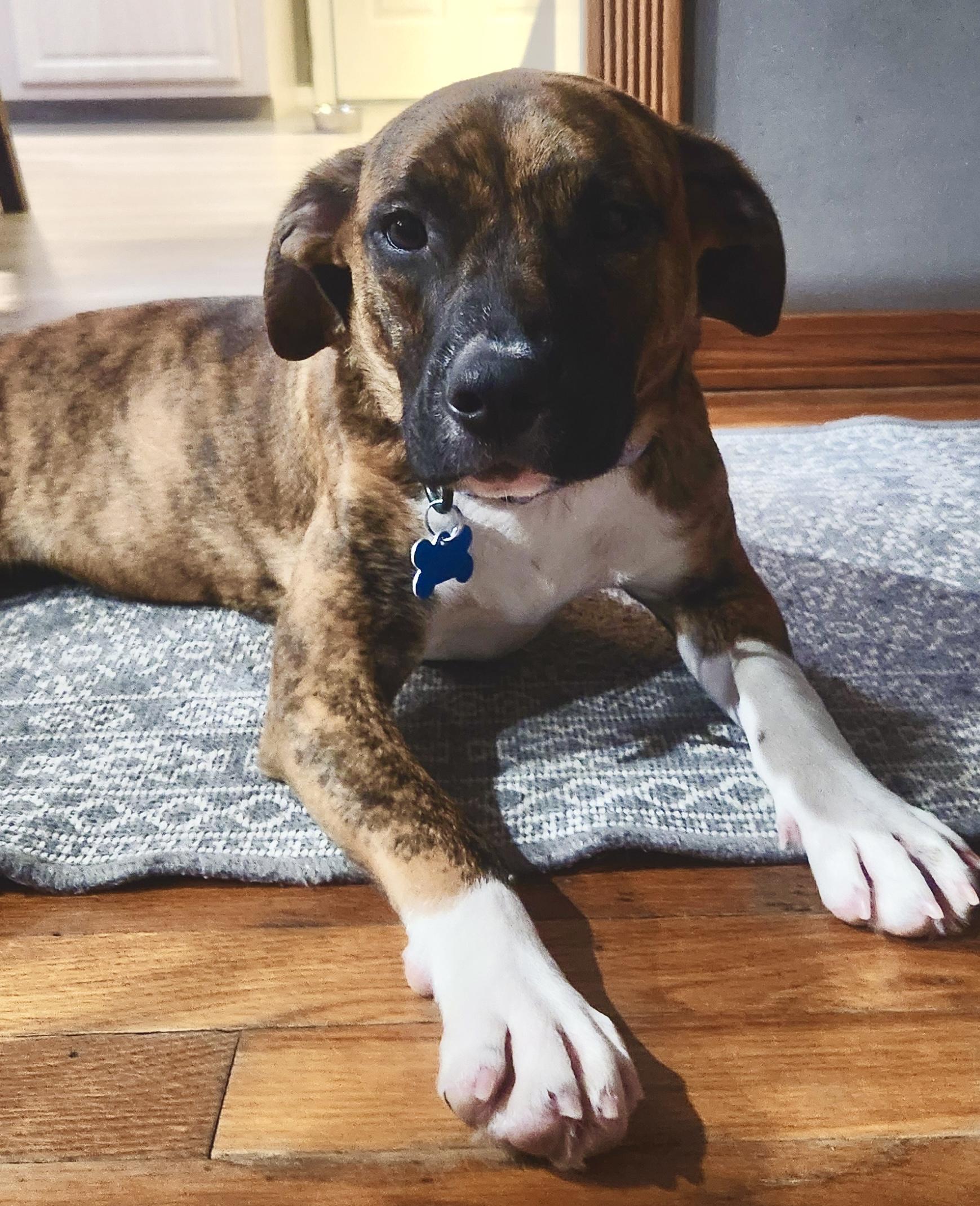 Alma, an adopted mixed breed in Wappingers Falls, NY image 2/5