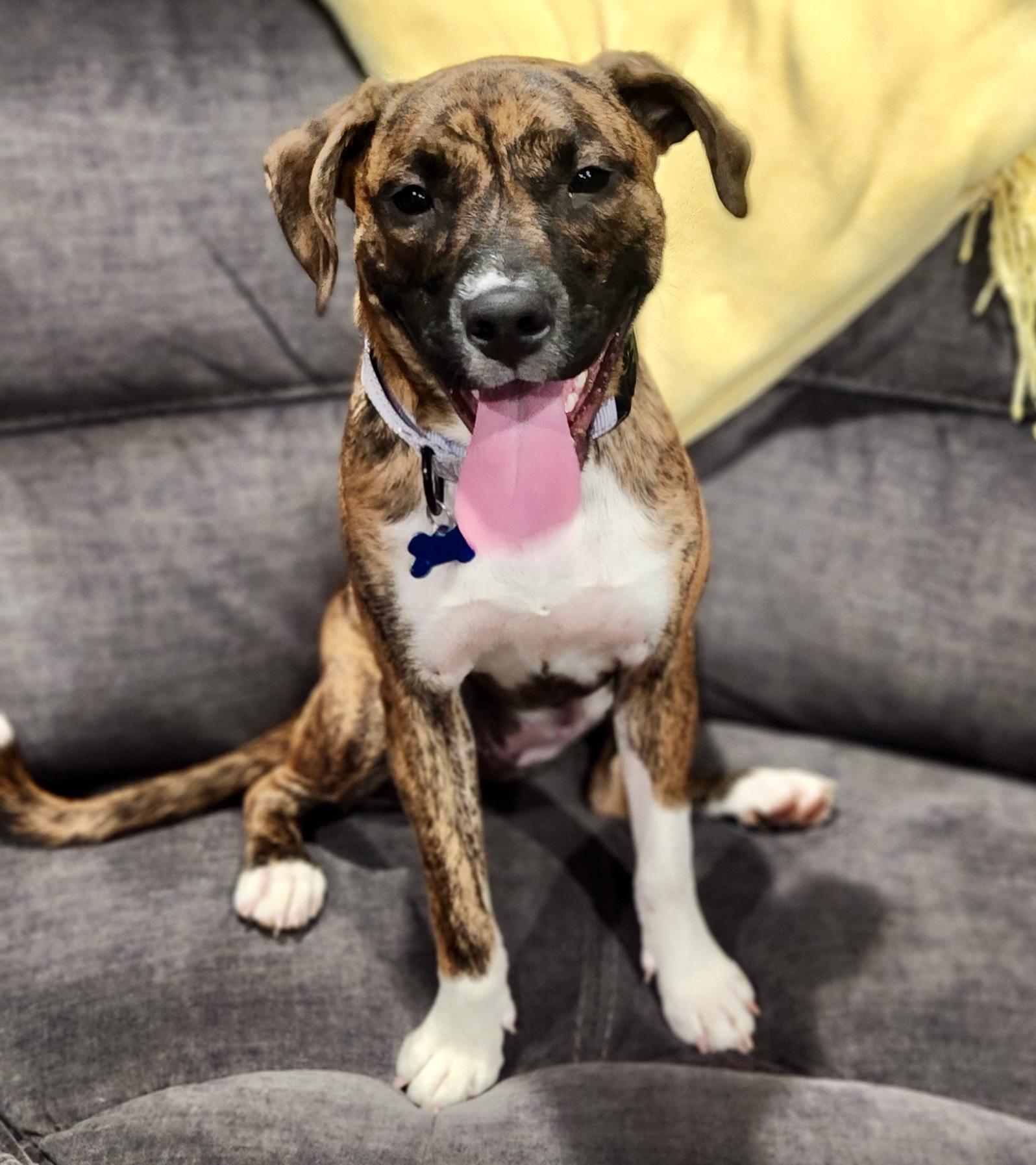 Alma, an adopted mixed breed in Wappingers Falls, NY image 1/5