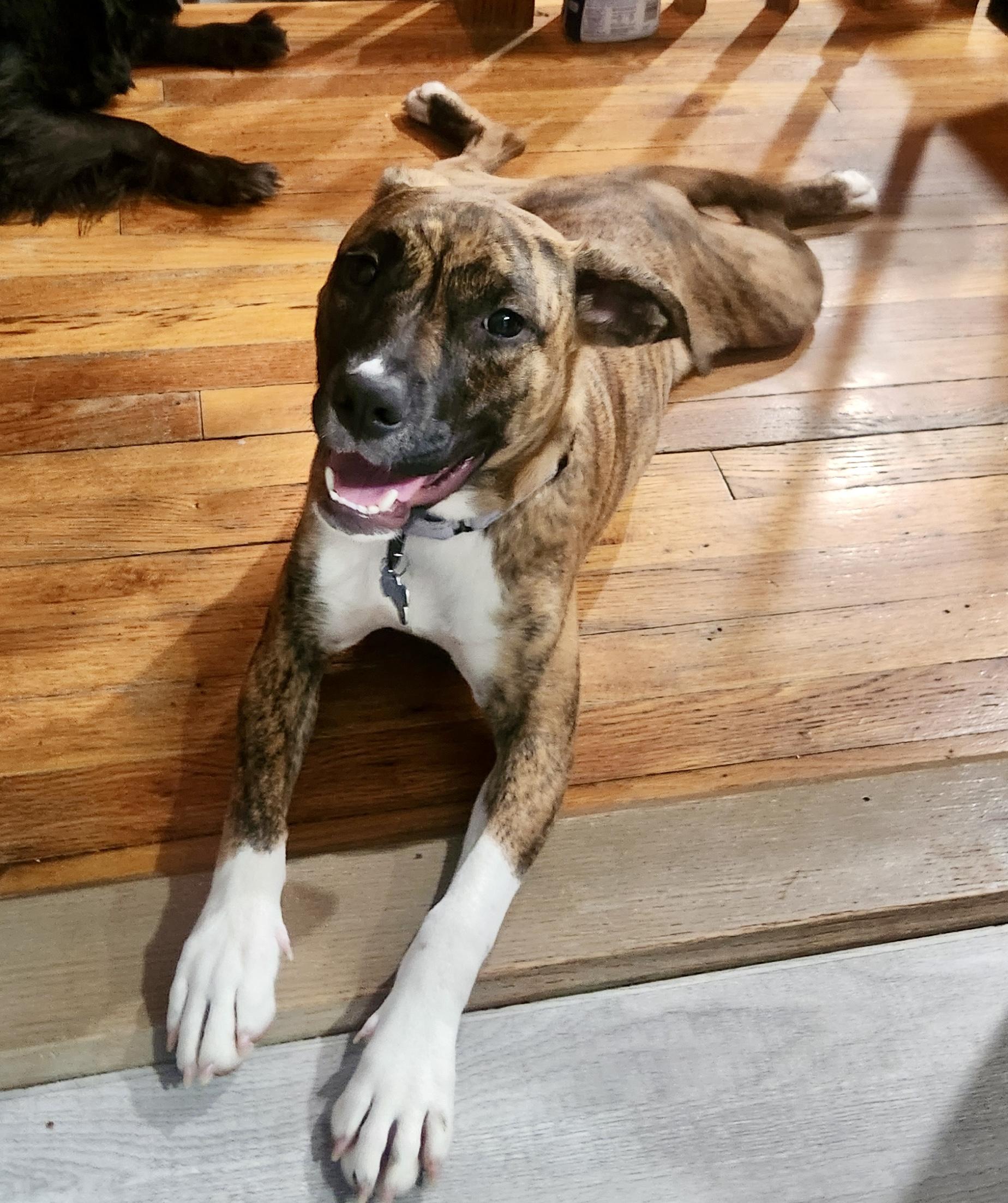 Alma, an adopted mixed breed in Wappingers Falls, NY image 3/5