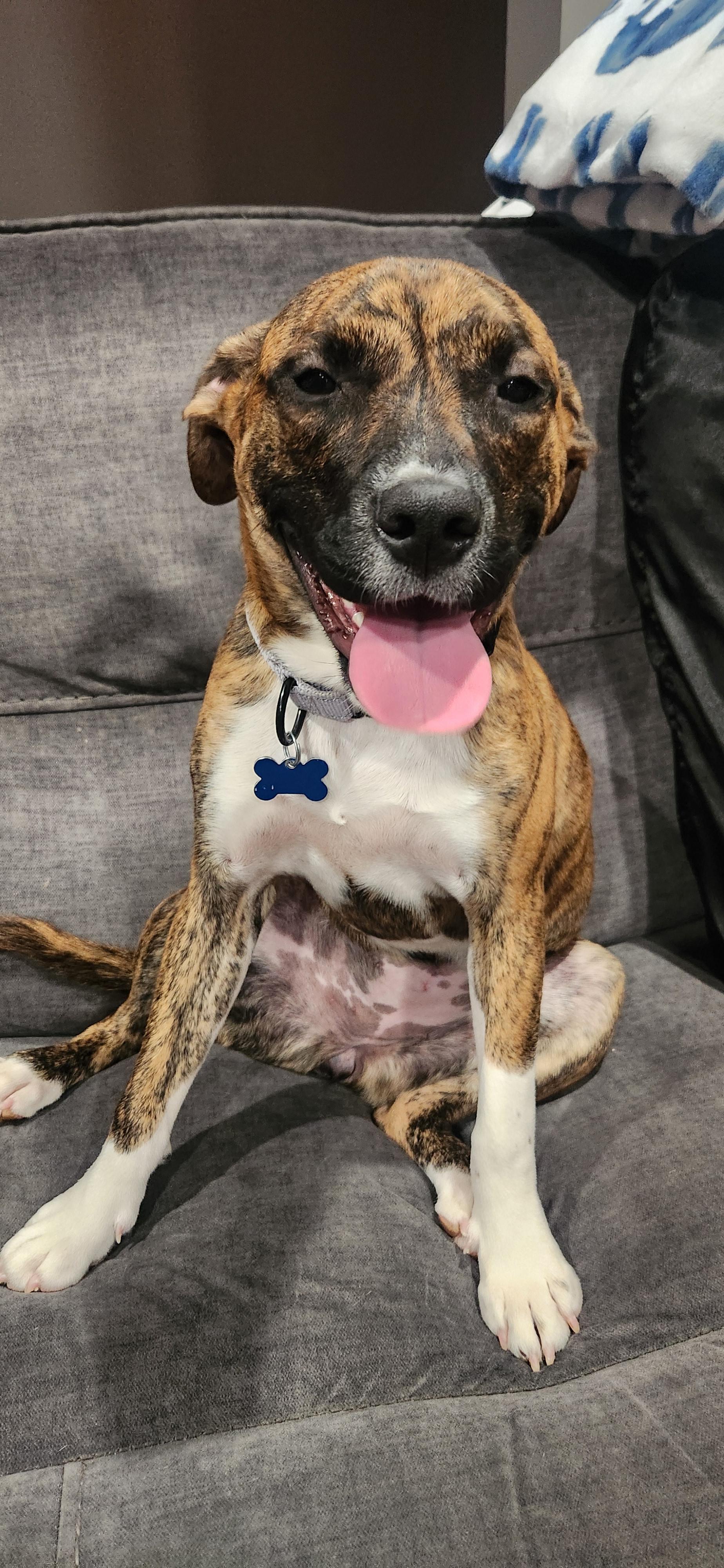 Alma, an adopted mixed breed in Wappingers Falls, NY image 4/5